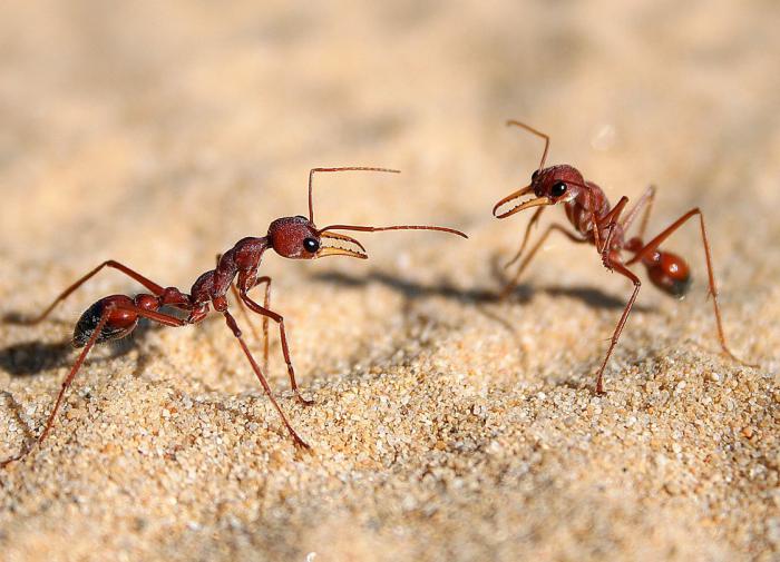 Химики США заявили о пригодности муравьев в качестве приправы для еды
