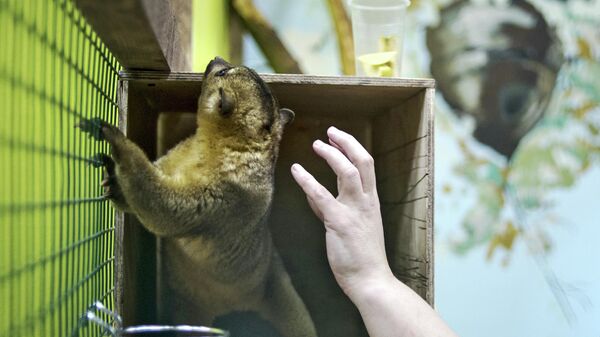 В Госдуме призвали россиян информировать власти о работе контактных зоопарков
